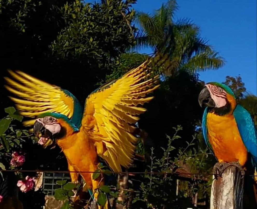 Pousada Canto Dos Passaros Alto Paraíso de Goiás Eksteriør bilde